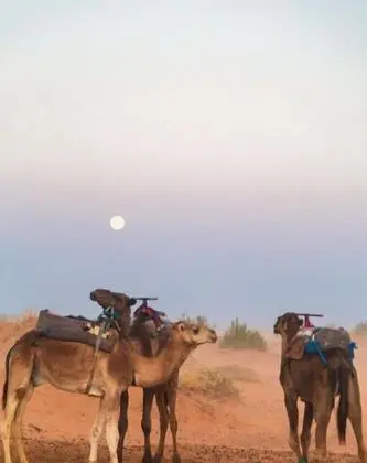 Tassili Luxury Desert Camp - Genel
