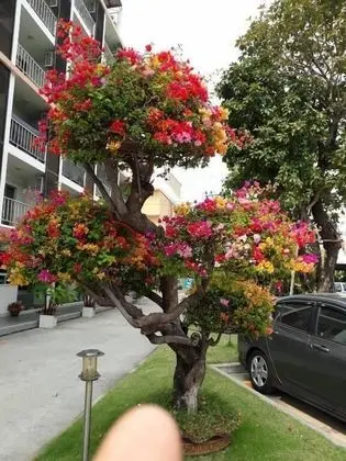 Taweesuk Residence - Dış Mekan