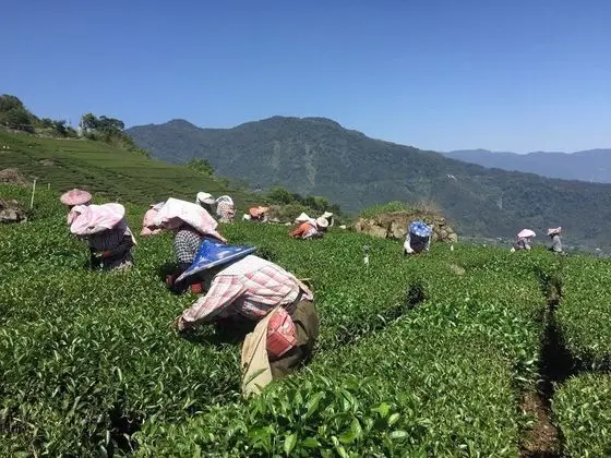 Tea Cloud B&B