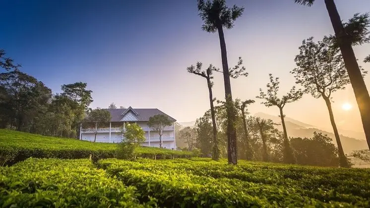 Tea Harvester Munnar