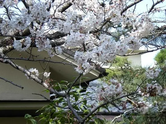 Tennyo-no-Yakata Hagoromo Hotel