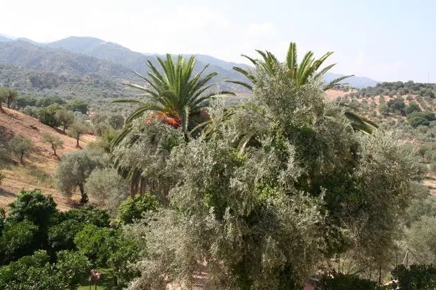 Tenuta Ciminata Greco