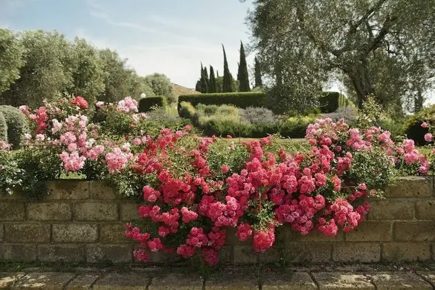 Tenuta di Poggio Cavallo - Havuz