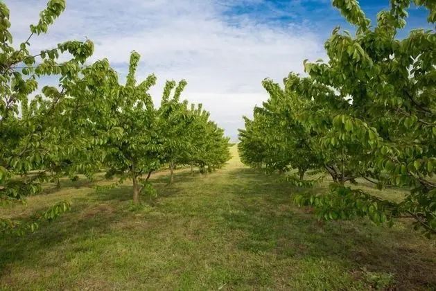 Tenuta Terre dei Latini - Dış Mekan