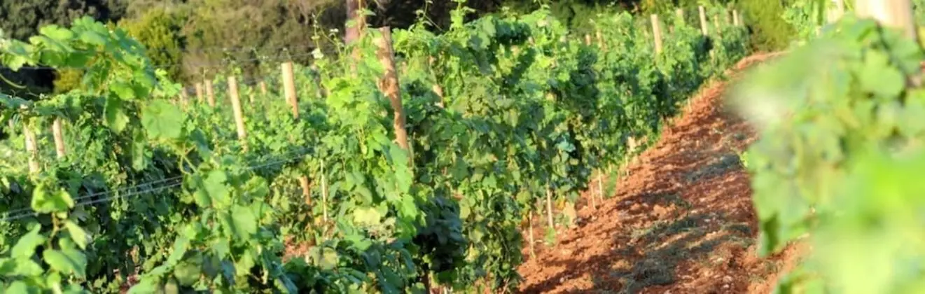 Tenuta Vigna Corallo - Dış Mekan
