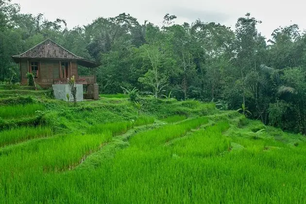 Tepi Sawah Lodge - Spa