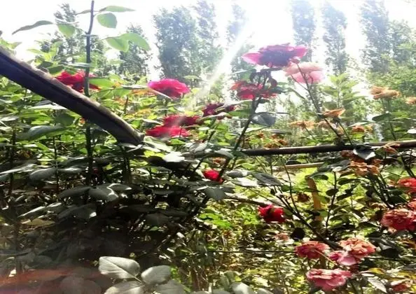 TIH A O Guest House & Home stay - Dış Mekan