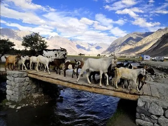TIH Nubra Leisure Camp - Hunder - Havuz