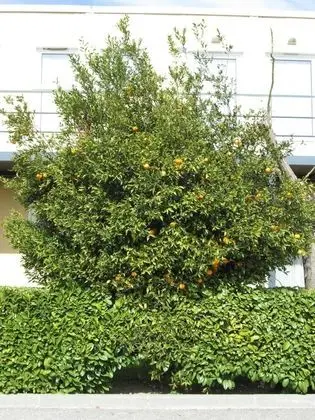 Top Motel - Dış Mekan