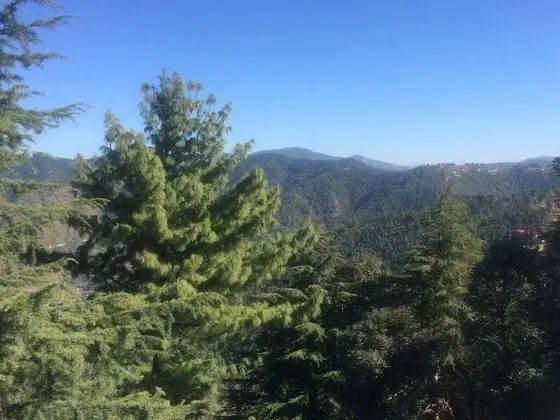 Treehouse Chail Villas - Dış Mekan