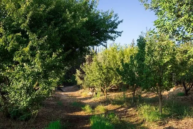 Tur Sinai Organic Farm Resort - Dış Mekan