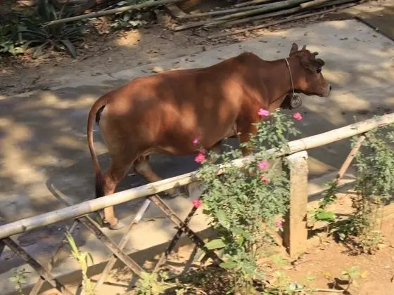 Ume Mai Chau Eco Homestay - Dış Mekan