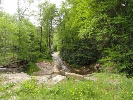VCI - Cedar Village Condominiums #C5 - Dış Mekan