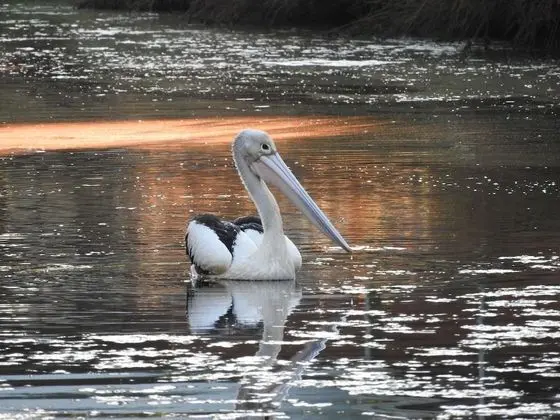 Victoria Lake Holiday Park - Dış Mekanlar