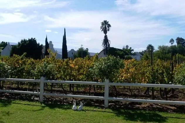 The Vineyard Country House - Dış Mekan