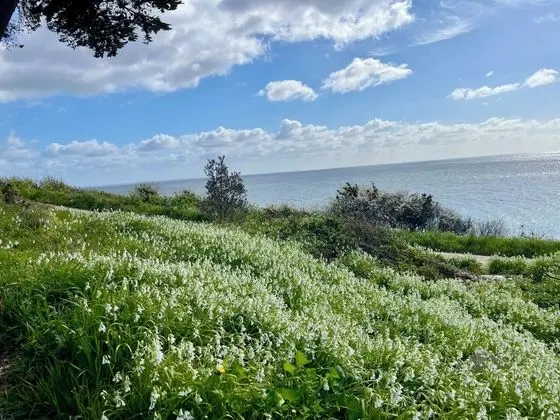 VVF Villages La Plage des Grands Sables, Île-de-Groix - Dış Mekan
