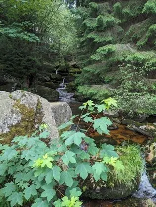 Wanderhotel Steinerne Renne - Dış Mekan