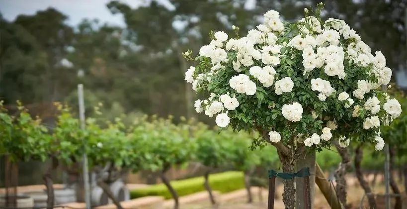 Wandin Valley Estate - İç Mekan