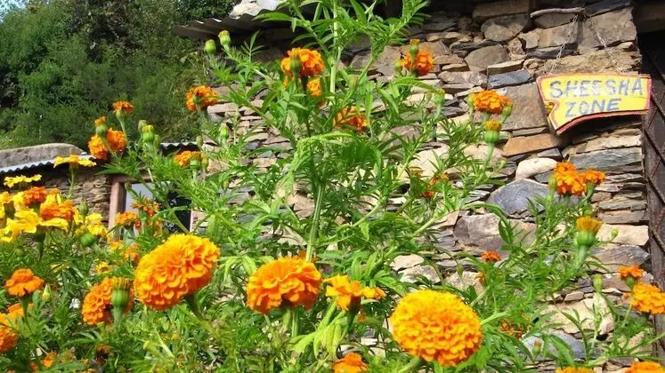 Whispering Pines Himalayan Retreat - Spa