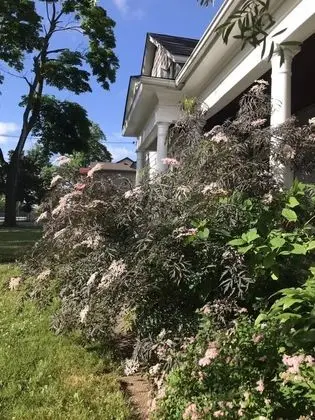 white swan house