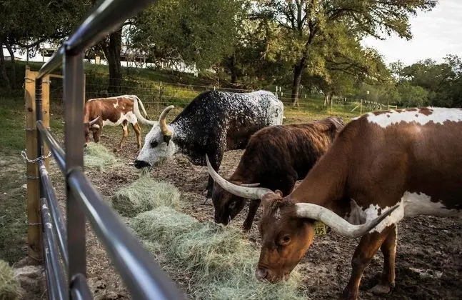 Wild Arrow Ranch - Dış Mekan
