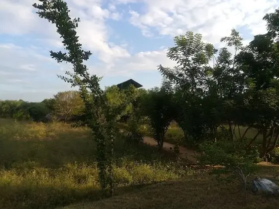 Wild eco safari