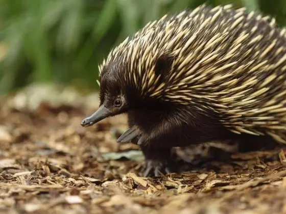 Wildlife Retreat at Taronga - Dış Mekan