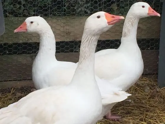 Willow Court Farm - Dış Mekan