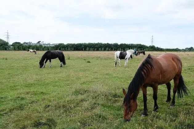 Willowbrook Riding Centre - Dış Mekan