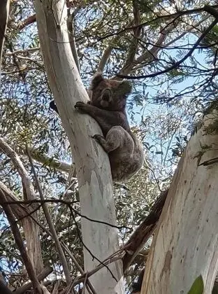 Wilsons Promontory Motel - Öne Çıkan Resim