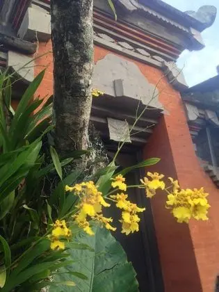 Wina Ubud B&B - Lobi