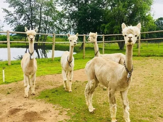 Wine Suite at Rellik House. Winery & Alpaca Farm - Fitness