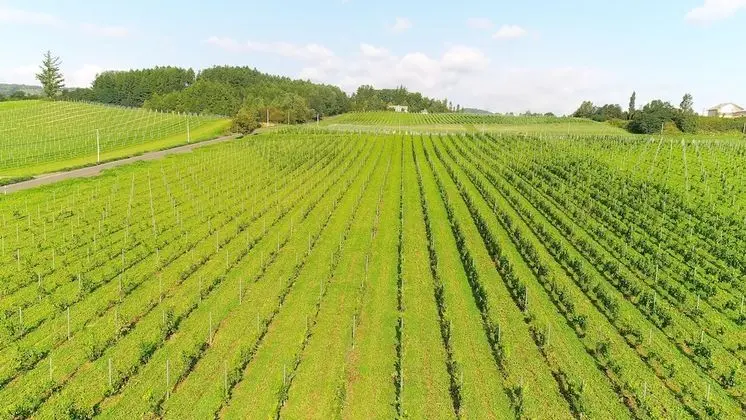 Winery Hotel & Condominium HITOHANA