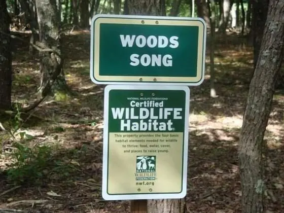 Wood Song - Öne Çıkan Resim