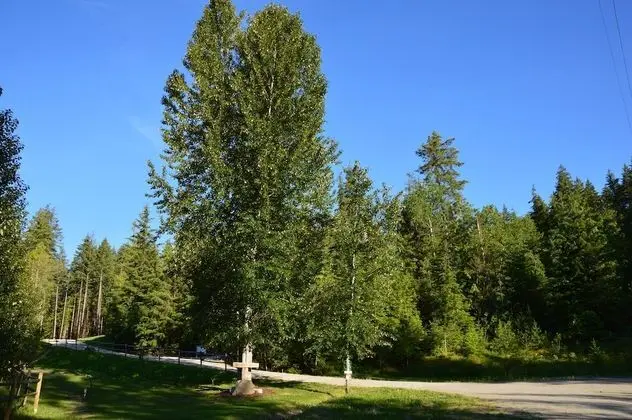 Woodland Cabins - Dış Mekan
