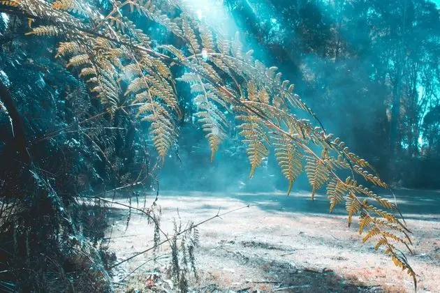 Woodlands Rainforest Retreat - Dış Mekan