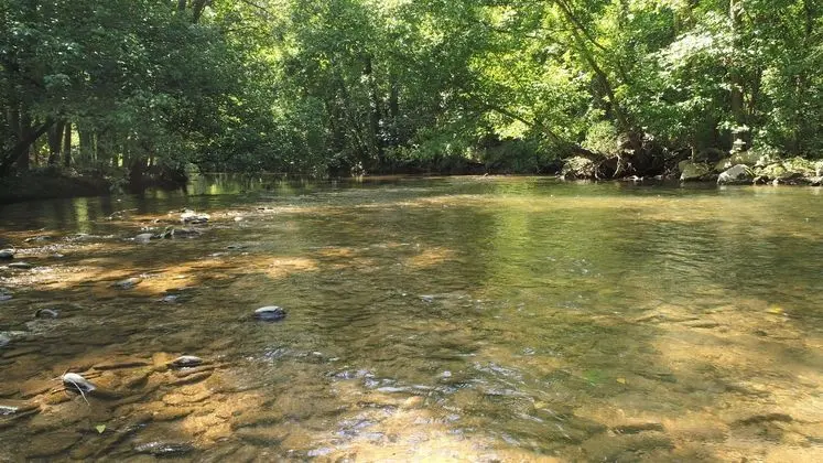 Yellow Cabin on the River - Dış Mekan