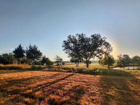 The Yellow Rose Of Texas