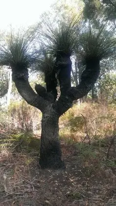 Yelverton Brook Conservation Sanctuary - Dış Mekan