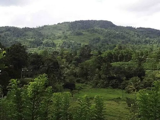 Yoho Sinharaja Birders Lodge