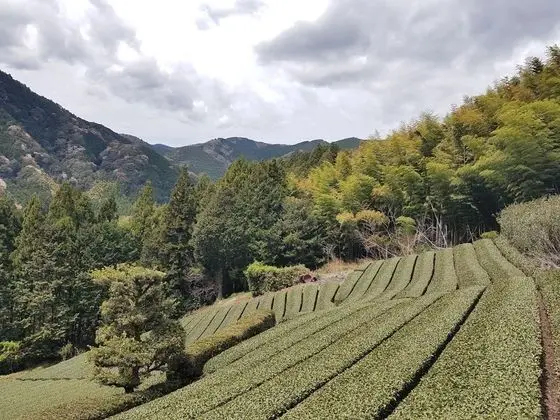Yui Valley