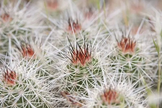 Zion Wildflower - Oda Manzaraları