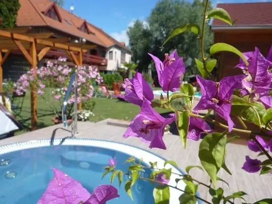 Zsanett Hotel - Havuz