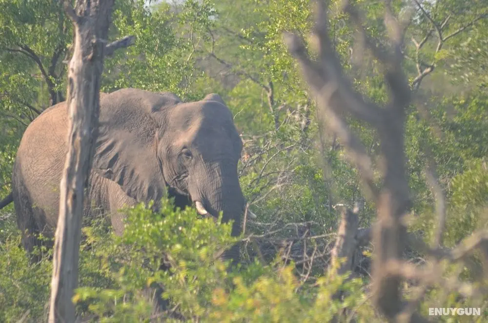 Amanzimlotzi Riverside Bush Camp in Kruger Park, Limpopo - Dış Mekan