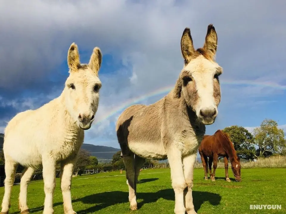 Animal Sanctuary Holiday Pen Bryn Twrw - Charity - Öne Çıkan Resim