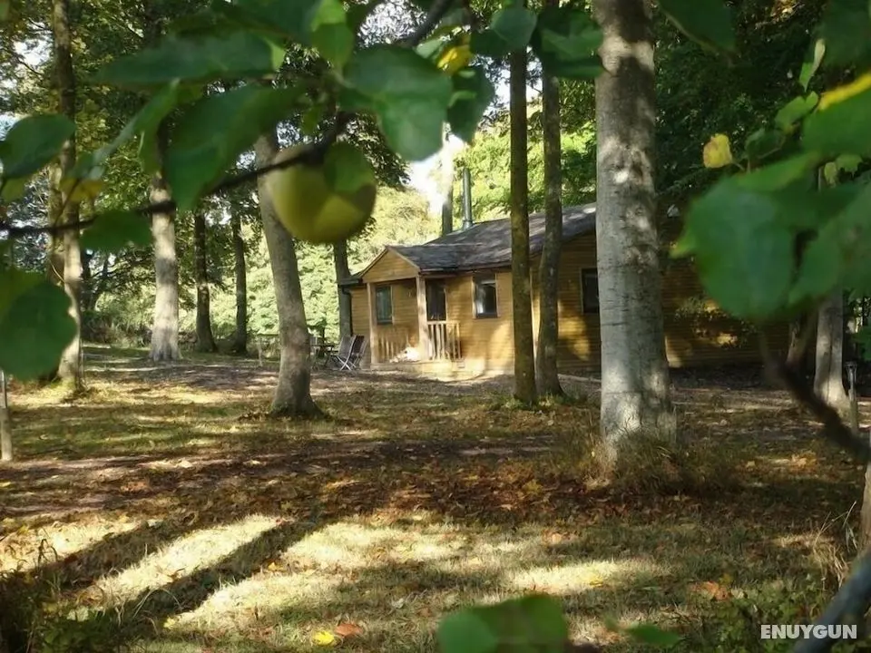 The Apple Wood - Öne Çıkan Resim
