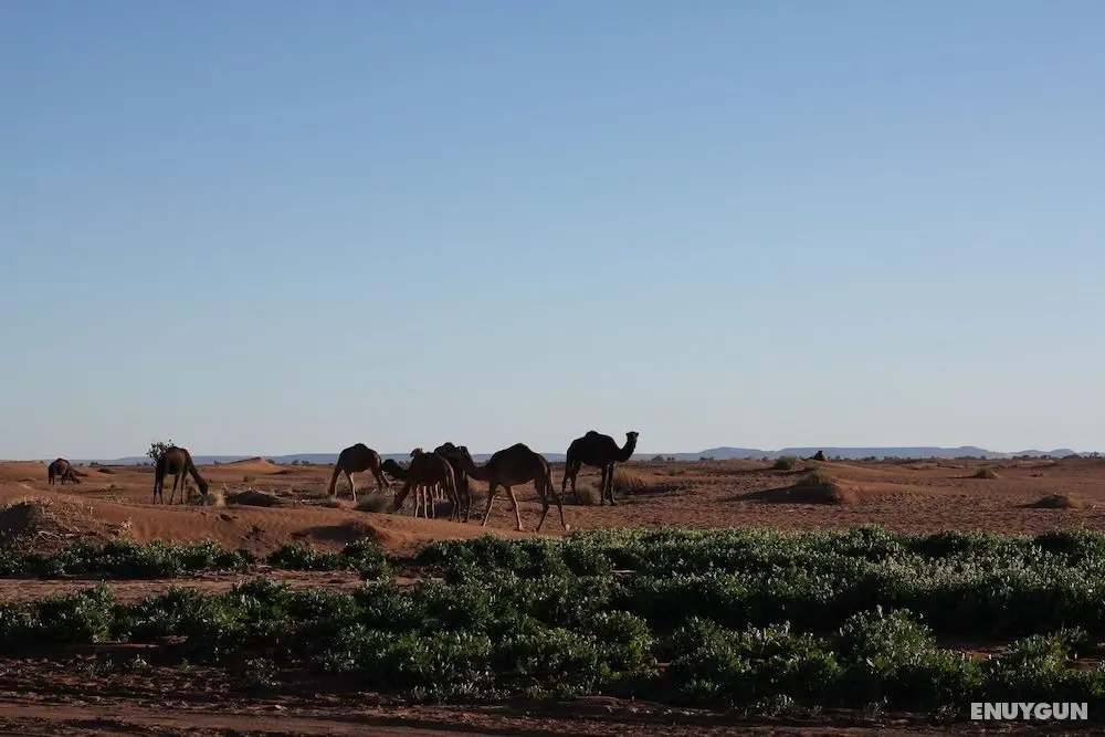 Atmospher Bivouac Desert - Bar