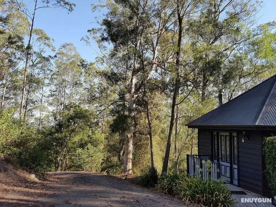 Barrington Tops Nest - Öne Çıkan Resim