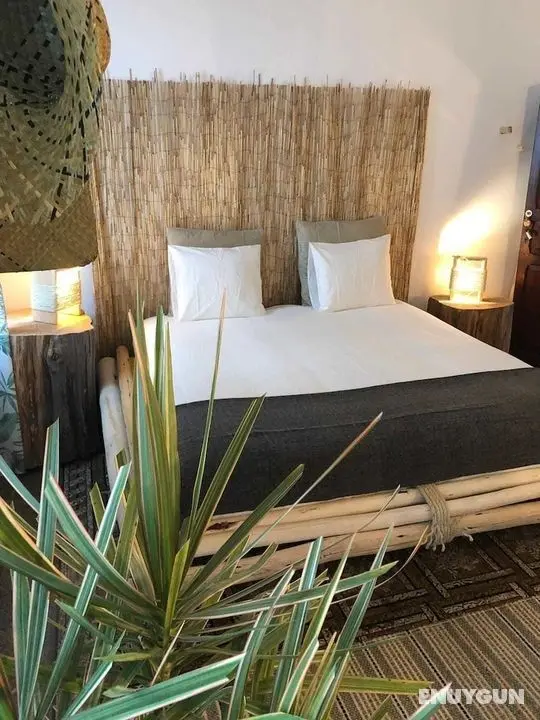 Cactus Host - Öne Çıkan Resim