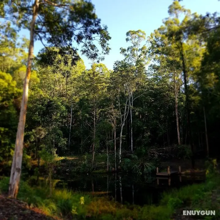 Carawirry Forest Escape - Oda Manzaraları